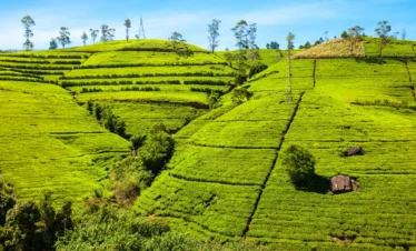Nuwara Eliya